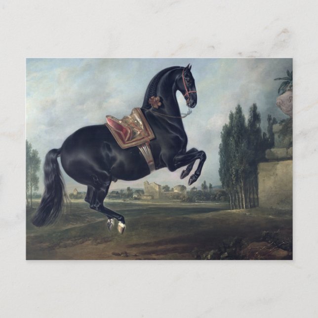 Cartão Postal Cavalo negro executando Courbette (Frente)