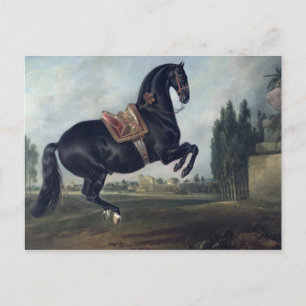 Cartão Postal Cavalo negro executando Courbette