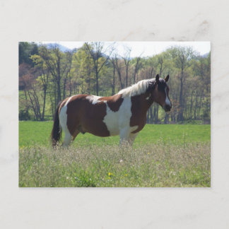 Cartão Postal Cavalo no Cartão-postal das flores selvagens