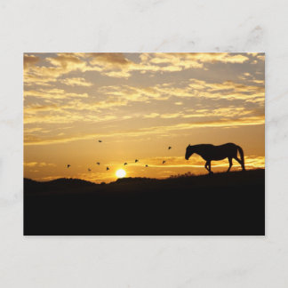 Cartão Postal Cavalo no Cartão-postal Sunset