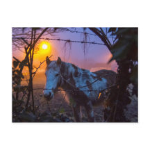 Cavalo no Nevoeiro Irlandês Sunset