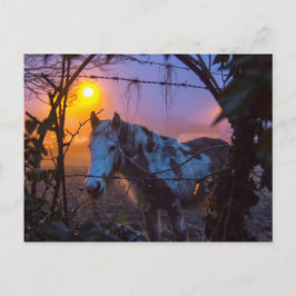 Cartão Postal Cavalo no Nevoeiro Irlandês Sunset