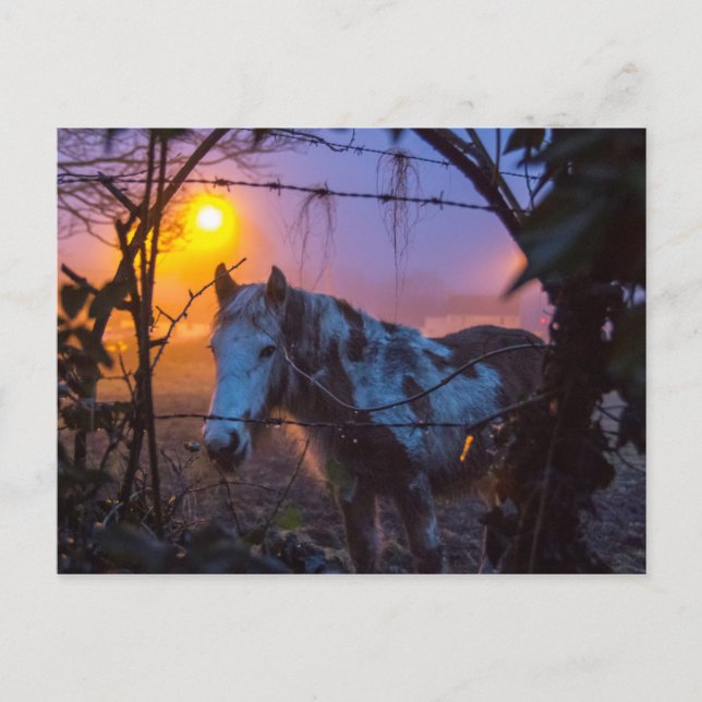 Cartão Postal Cavalo no Nevoeiro Irlandês Sunset (Frente)