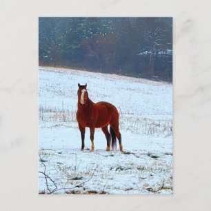 Cartão Postal Cavalo num Dia de Neve