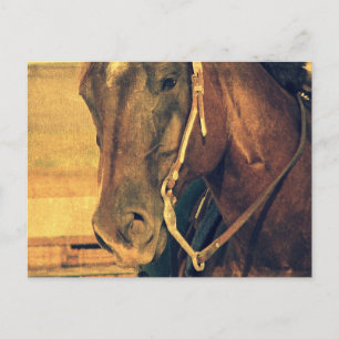 Cartão Postal Cavalo Ocidental