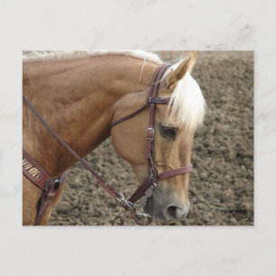 Cartão Postal Cavalo Ocidental do Palomino