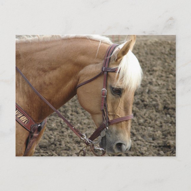 Cartão Postal Cavalo Ocidental do Palomino (Frente)