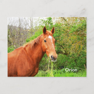 Cartão Postal cavalo Orion