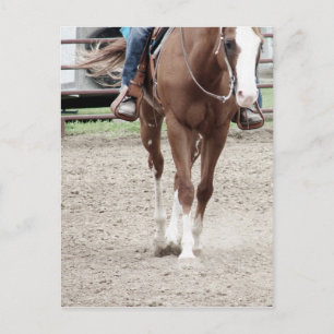 Cartão Postal Cavalo Paint Western