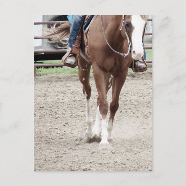 Cartão Postal Cavalo Paint Western (Frente)