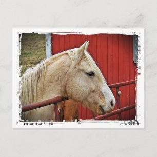 Cartão Postal Cavalo Palomino Celeiro Vermelho Portão Vermelho B