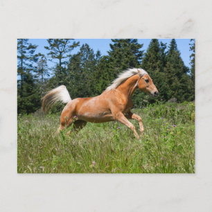 Cartão Postal Cavalo Palomino Correndo por uma Campina