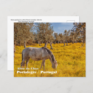 Cartão Postal Cavalo pastoreando num campo de flores amarelas