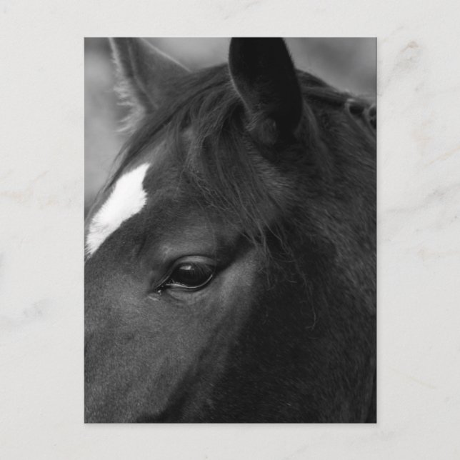 Cartão Postal Cavalo pccnm (Frente)
