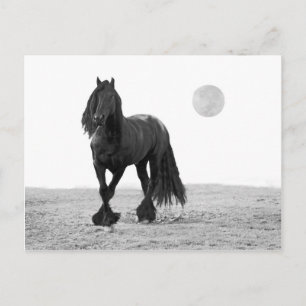 Cartão Postal Cavalo perfeito