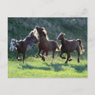 Cartão Postal Cavalo picante