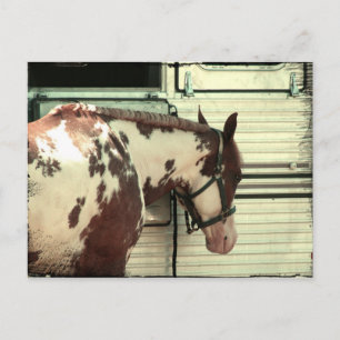 Cartão Postal Cavalo Pintado no Reboque