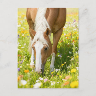Cartão Postal Cavalo pintado Palomino no prado de flores silvest