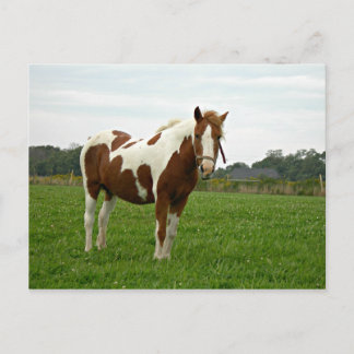 Cartão Postal Cavalo Pintado para o Aquebogue