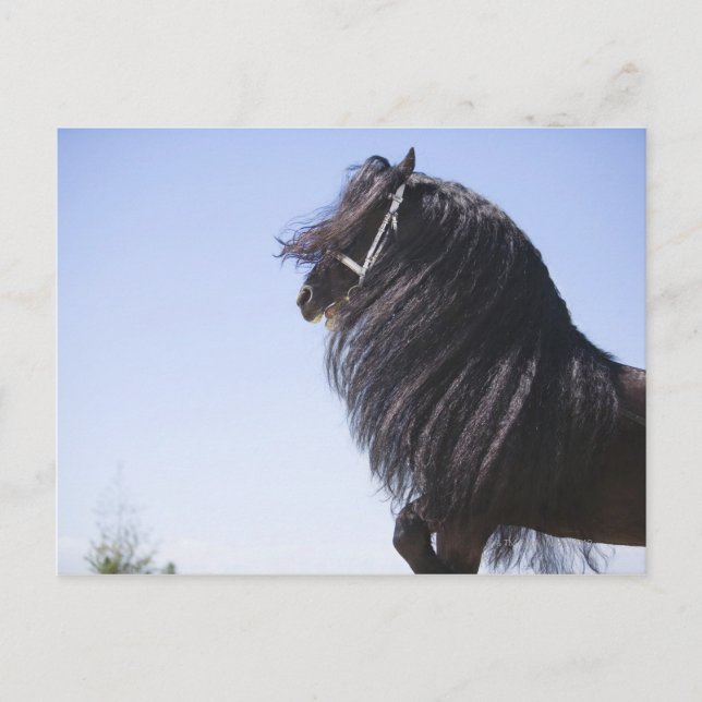 Cartão Postal cavalo preto com homem longo (Frente)
