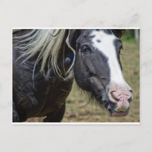 CARTÃO POSTAL CAVALO RECUPERADO