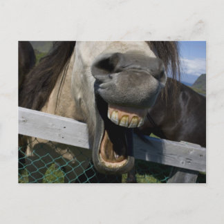 Cartão Postal Cavalo Rindo