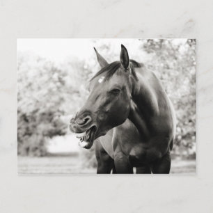 Cartão Postal Cavalo Rindo Engraçado