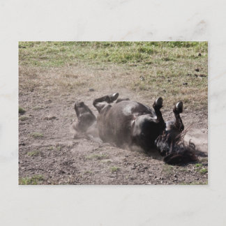 Cartão Postal Cavalo rolando