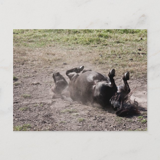 Cartão Postal Cavalo rolando (Frente)