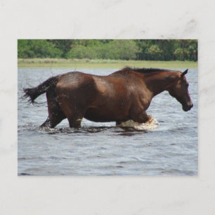 Cartão Postal Cavalo Selvagem