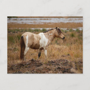 Cartão Postal Cavalo Selvagem