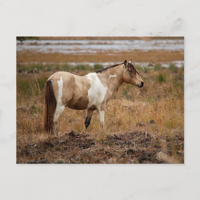 Cartão Postal Cavalo Selvagem (Frente)