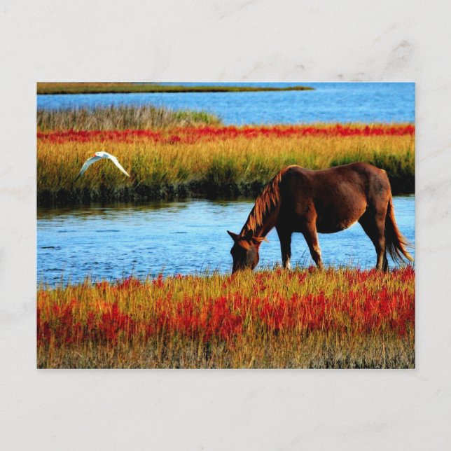 Cartão Postal Cavalo selvagem (Frente)