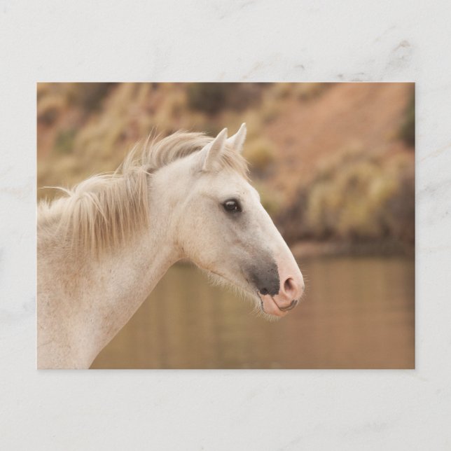 Cartão Postal Cavalo Selvagem Branco (Frente)