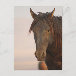 CARTÃO POSTAL CAVALO SELVAGEM DE UTAH NO DESERTO OCIDENTAL