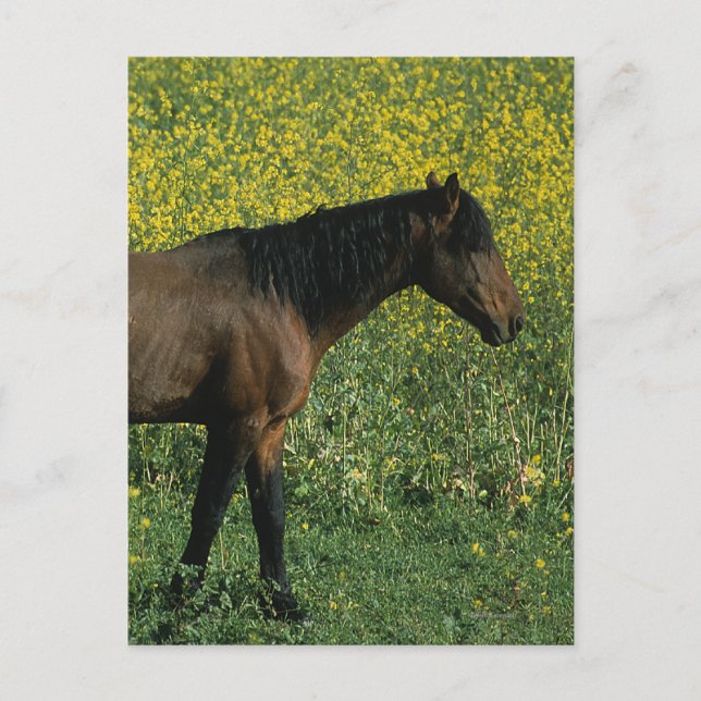 Cartão Postal Cavalo Selvagem Mustang em Flores (Frente)