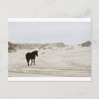 Cartão Postal cavalo selvagem na praia de Corolla