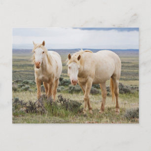 Cartão Postal Cavalo Selvagem no Priário de Cody