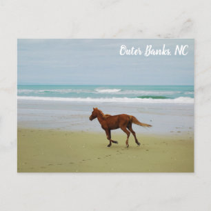 Cartão Postal Cavalo Selvagem Outer Banks OBX NC