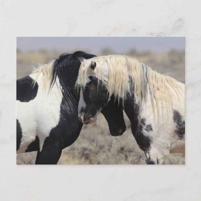 Cartão Postal Cavalo Selvagem Picos Thor McCullough (Frente)