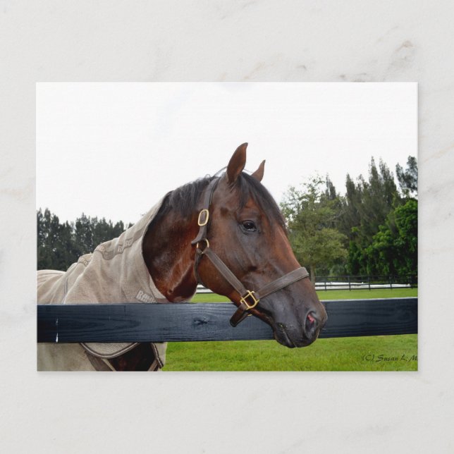 Cartão Postal cavalo sobre a cerca (Frente)