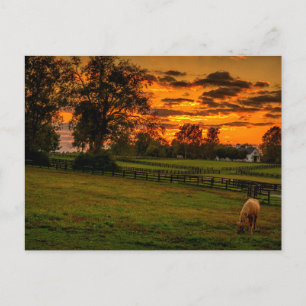 Cartão Postal Cavalo solitário no pôr do sol
