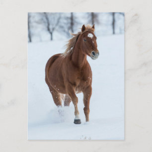 Cartão Postal Cavalo solteiro correndo na neve
