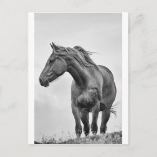 Cartão Postal Cavalo Soprado Pelo Vento