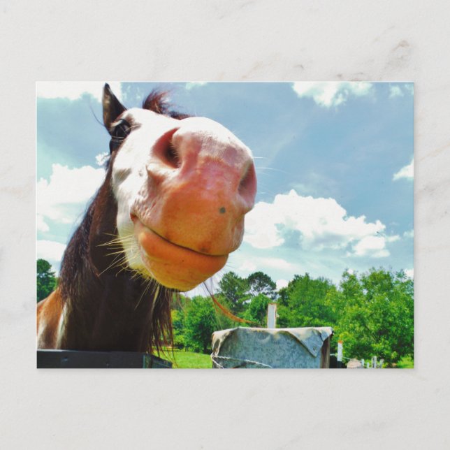 Cartão Postal Cavalo Sorridente (Frente)