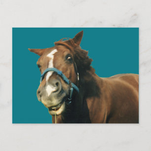 Cartão Postal Cavalo Sorridente