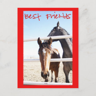 Cartão Postal Cavalo Valentin IV