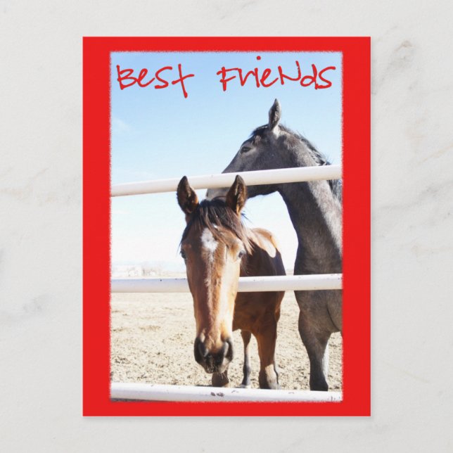 Cartão Postal Cavalo Valentin IV (Frente)