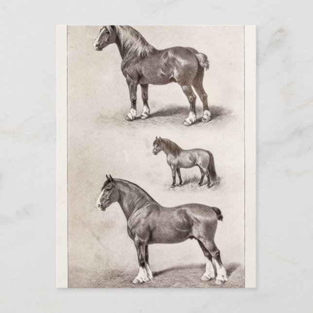 Cartão Postal Cavalo Vintage Clydesdale Shetland Cavalos belgas (Frente)