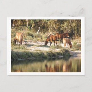 Cartão Postal cavalos